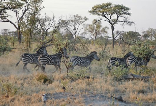 Zebras-large