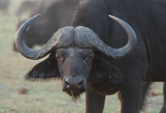 buffalo 3-large