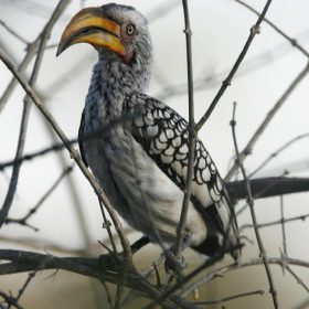 orange hornbill-large