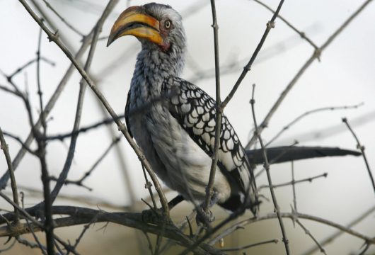 orange hornbill-large